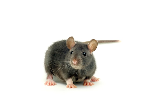 Rat