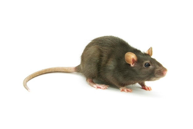 Rat