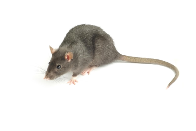 Rat