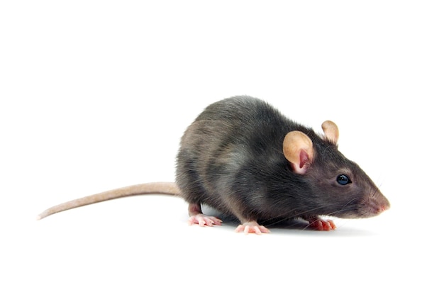 Rat