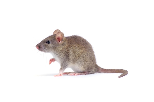 Rat