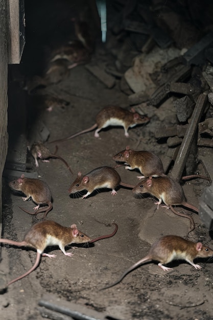 Photo rats scurry through a damp dark environment