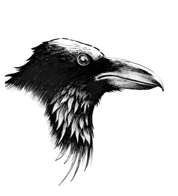 Raven head bird. Ink black and white drawing