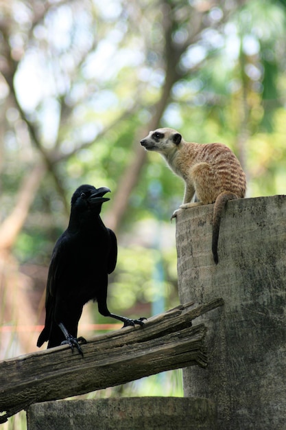 Raven and Meerkat