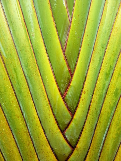 Ravenala Bananeira trunk green background texture.