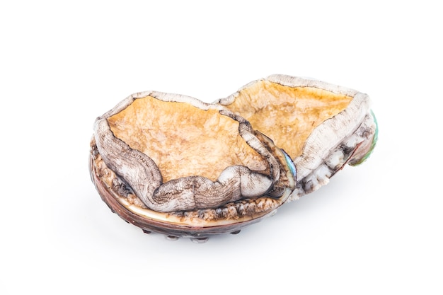 Raw abalones on the white background