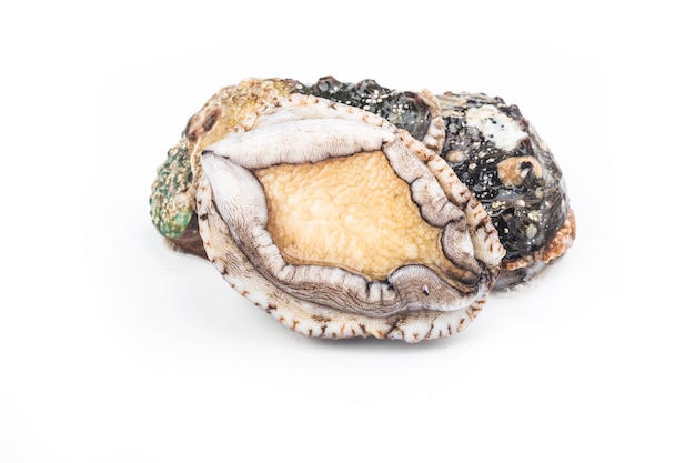 Raw abalones on the white background