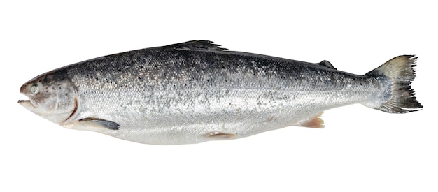 Raw atlantic salmon from Faroe islands isolated