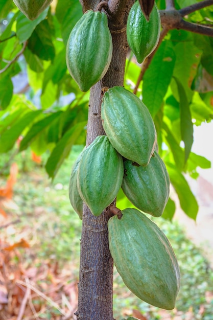 Raw cacao pods and cocoa fruit trees in the cocoa plantation.