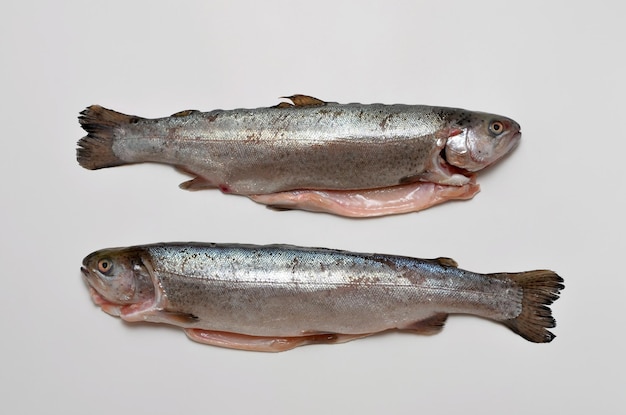 Raw cleaned trout two fish on a white background