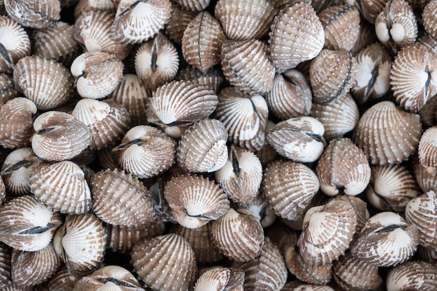 Raw cockle pile close up