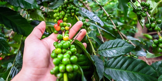 Raw coffee beans or berry coffee  from coffee trees in hand