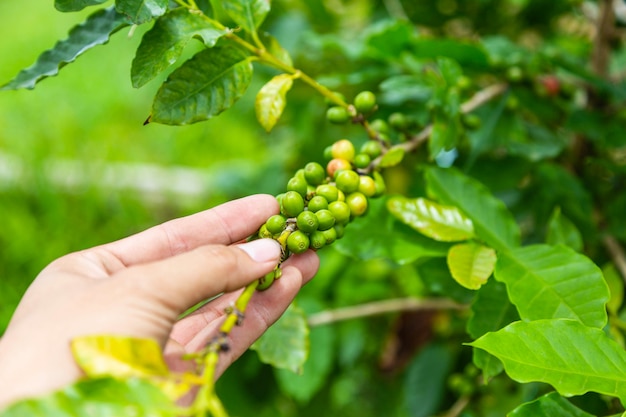 Raw coffee beans from fresh and raw coffee plants