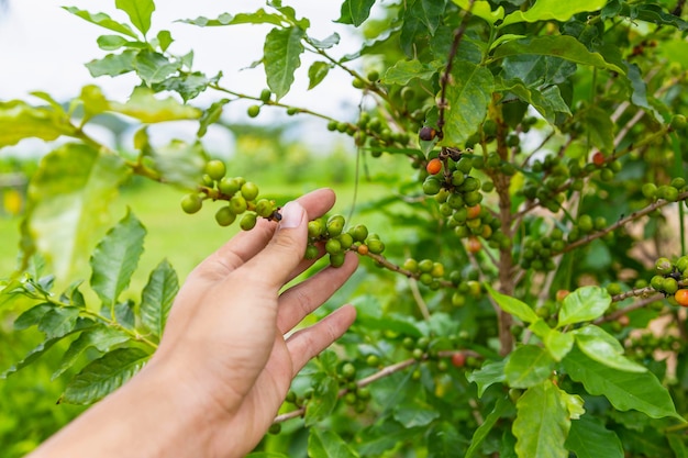 Raw coffee beans from fresh and raw coffee plants