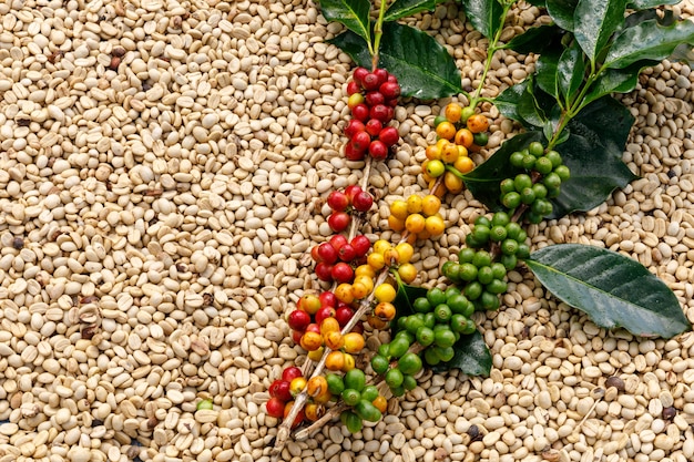 Raw coffee and green leaf with coffee dry background abstract top view and copy space