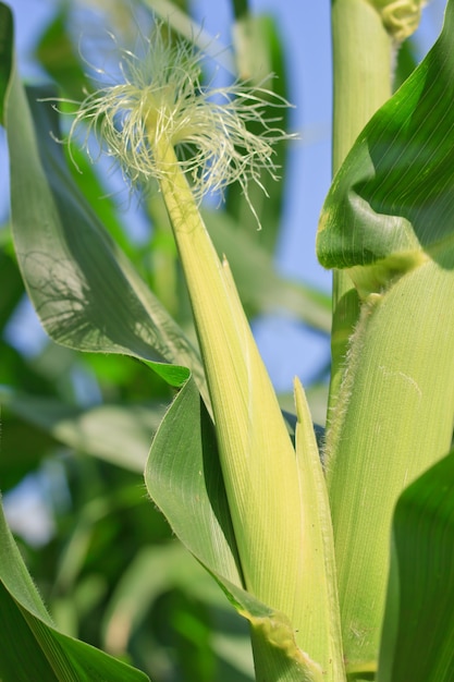 Raw corn on plant.