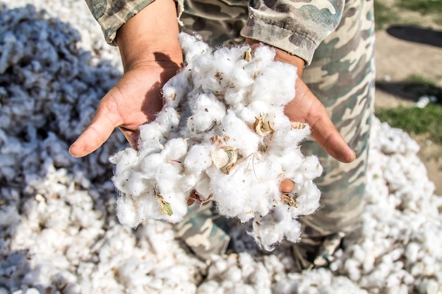 Photo raw cotton in the hands