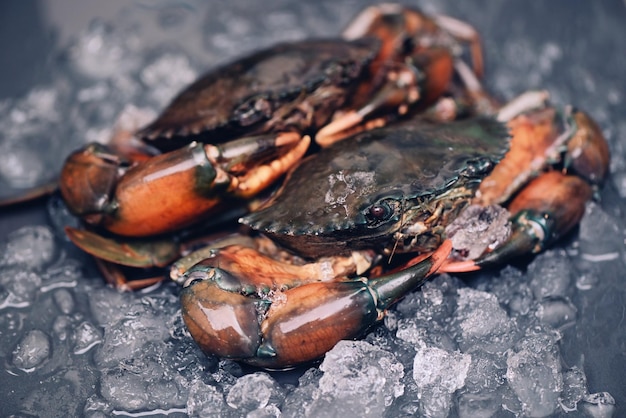 Raw crab on black background fresh mud crab with ice for cooking food in the seafood restaurant