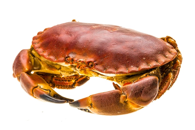 Raw crab