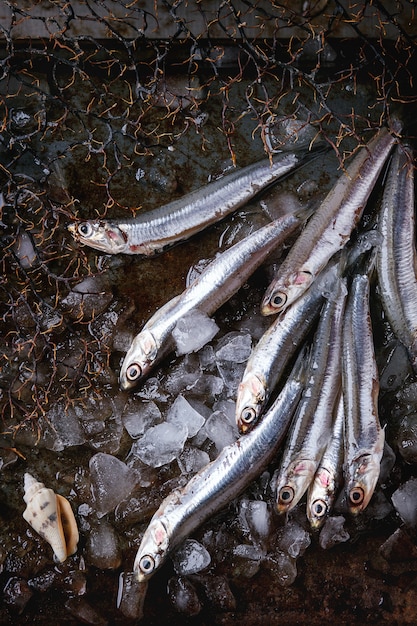 Raw fresh anchovies fishes