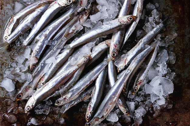 Raw fresh anchovies fishes