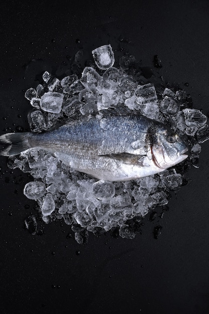 Raw fresh organic dorado or sea bream on ice cubes over black slate, stone or concrete background.