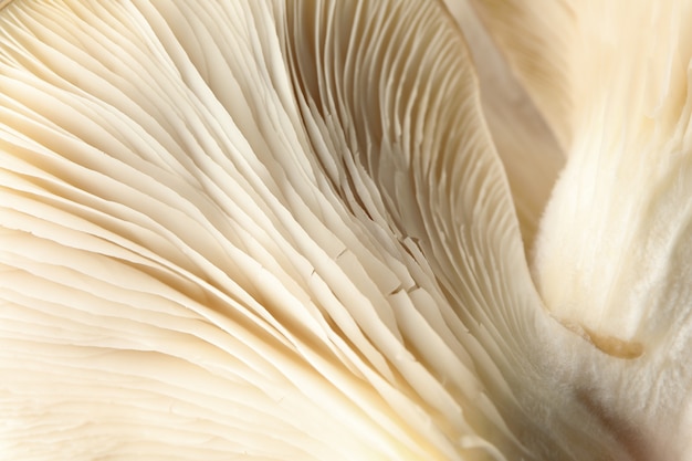 Raw fresh oyster mushrooms textured, macro