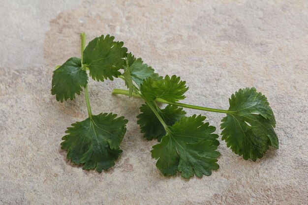 Raw green aroma cilantro leaves