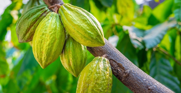 Raw green cacao pods growing near maturity on cocoa trees