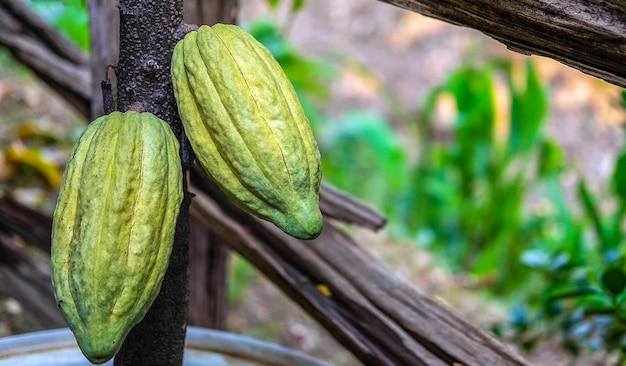 Raw green cacao pods growing near maturity on cocoa trees