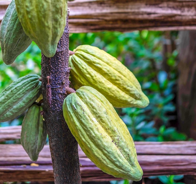 Raw green cacao pods growing near maturity on cocoa trees