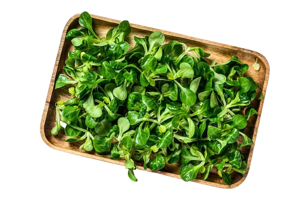 Raw green lambs lettuce Corn salad leaves in a wooden tray Isolated on white background