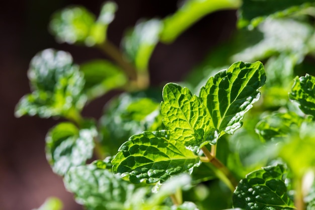 Raw Green Organic Basil Plant