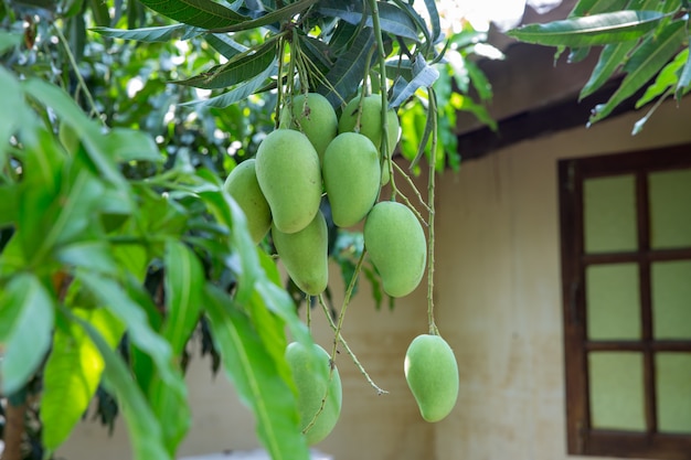 Raw mango bunch in thailand