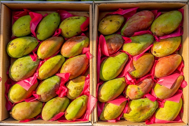 Raw mango fruits on street market in Egypt