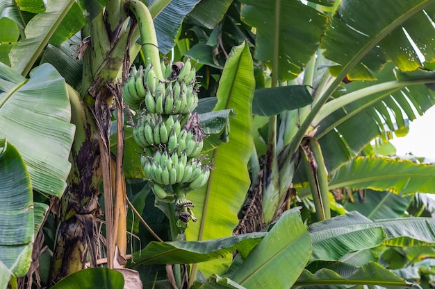 Raw organic banana growing in the garden