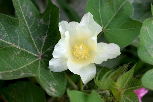 Raw organic cotton flowers growing in fields