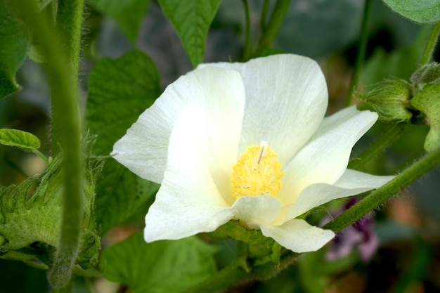 Raw organic cotton flowers growing in fields