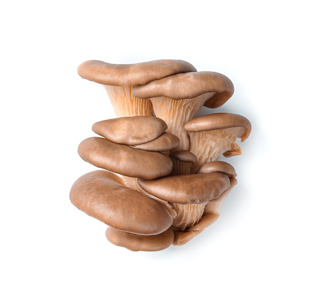 Raw oyster mushrooms isolated on a white background