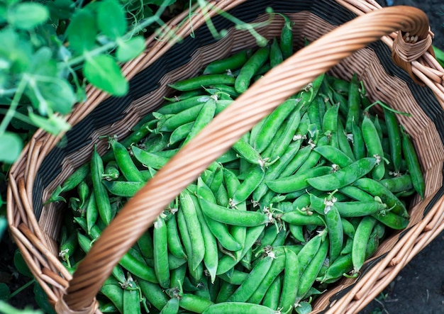 Raw pods of green sugar peas in baskets are harvested in the garden