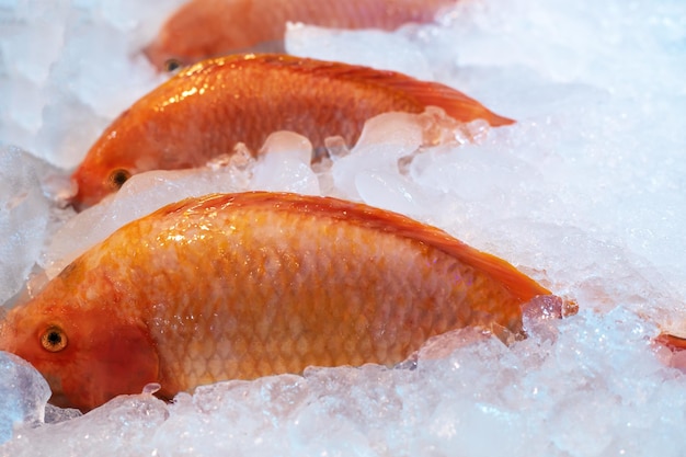 Raw red sea bass on ice background