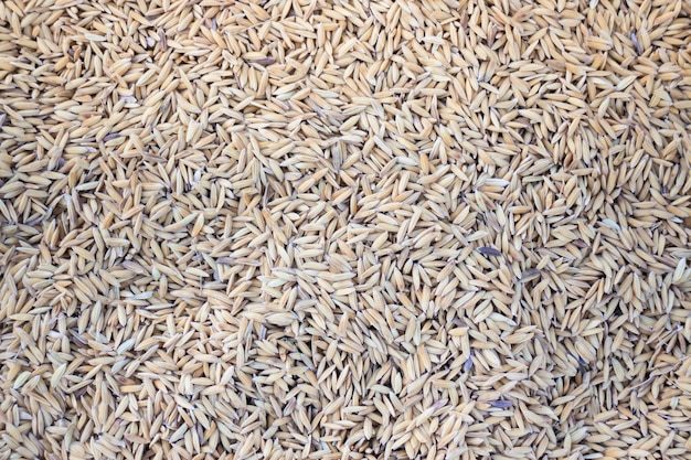 Raw rice dried on field