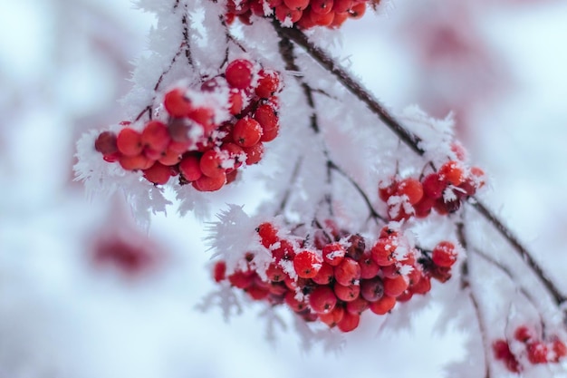 Raw rowan bunches on a tree covered with frozen snow. Horizontal natural winter background. New year and Christmas time, copy space