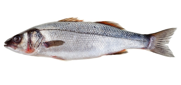 Raw seabass fish