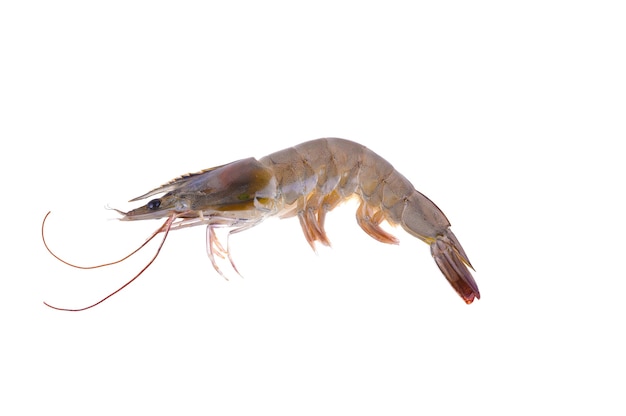 Raw shrimp isolated on white background