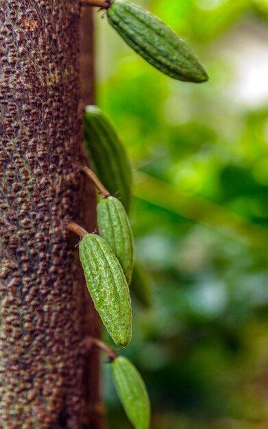 Raw small green cacao pods harvesting growing cocoa fruit hanging on a tree cocoa