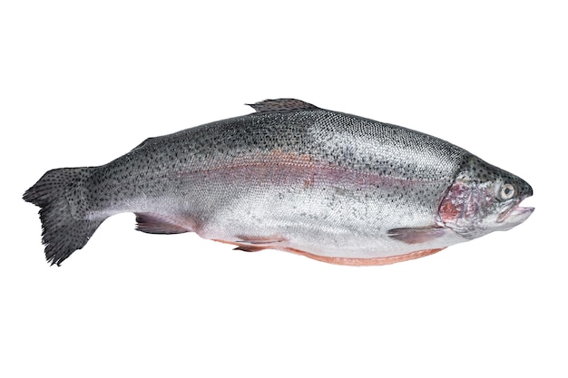 Raw trout silver fish on a kitchen table Isolated on white background