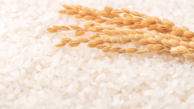 Raw white polished milled edible rice crop on white background in brown bowl, organic agriculture design concept. Staple food of Asia, close up.