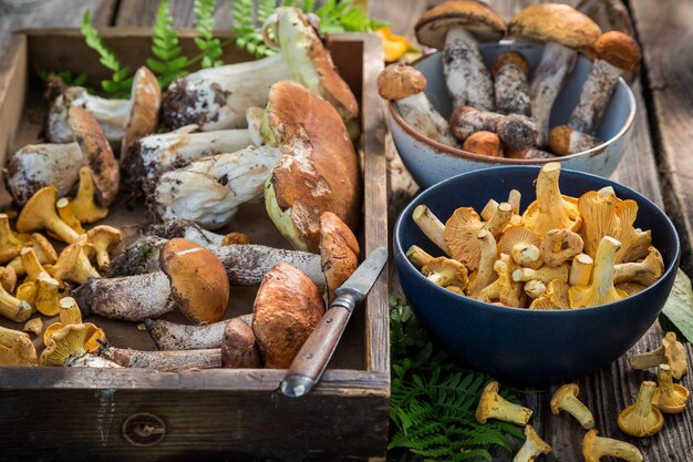 Raw wild mushrooms straight from the forest