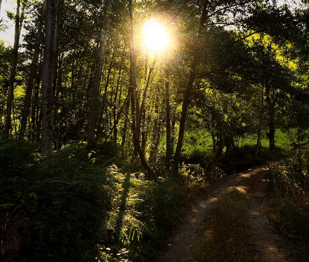 Ray of light from dawn illuminating between the trees of a green leafy and magical forest